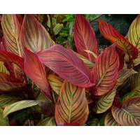 Canna Lily - Canna indica assorted 200mm