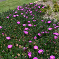 Pigface - Carpobrotus Glaucescens 140mm