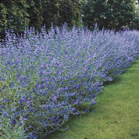 Caryopteris Hint of Gold - Caryopteris clandonensis 140mm