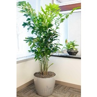 Fishtail Palm - Caryota Mitis 200mm