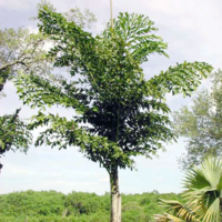 Fishtail Palm - Caryota Mitis 300mm