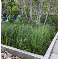 Carex stricta 140mm