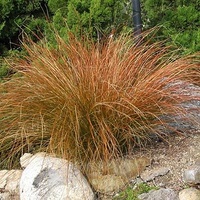 Orange Sedge - Carex Testacea 140mm