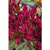 Celosia hybrid Intenz 125mm