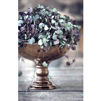 Chain of Hearts - Ceropegia woodii 100mm