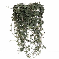 Chain of hearts - Ceropegia woodii Hanging Baskets 170mm
