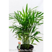 Cascade Palm - Chamaedorea Atrovirens 200mm