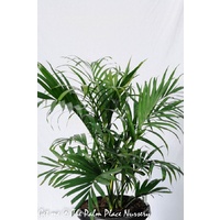 Cascade Palm - Chamaedorea Atrovirens 300mm