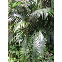 Cascade Palm - Chamaedorea Atrovirens 45ltr