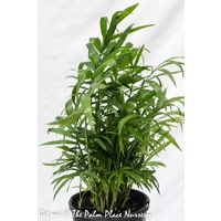 Parlour Palm - Chamaedorea Elegans 140mm