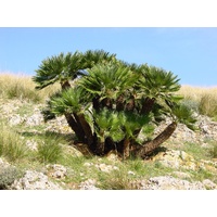 Euro Fan Palm - Chamaerops Humilis 110ltr