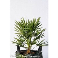 Euro Fan Palm - Chamaerops Humilis 45ltr
