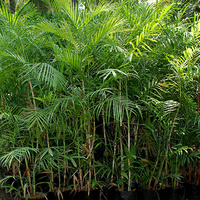 Bamboo Palm - Chamaedorea Seifritzii 100ltr