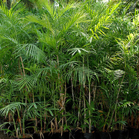 Bamboo Palm - Chamaedorea Seifritzii 100ltr