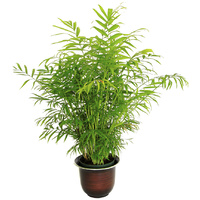 Bamboo Palm - Chamaedorea Seifritzii 300mm