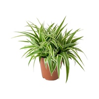 Spider Plant - Chlorophytum comosum 130mm
