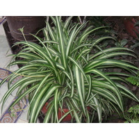 Spider Ribbon Plant - Chlorophytum comosum Hanging Baskets 170mm