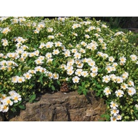 Rockrose - Cistus Salvifolius Sage Rock Rose 140mm