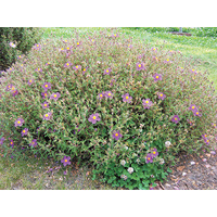 Rockrose - Cistus Salvifolius Silver Pink 140mm