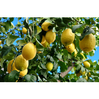 Eureka Lemon - Citrus lemon Eureka 165mm