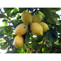 Lisbon Lemon - Citrus Lisbon Lemon 165mm
