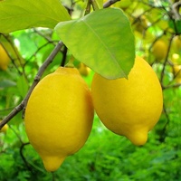 Lisbon Lemon - Citrus limon Lisbon 400mm