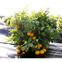 Lemon Lemonicious - Citrus Meyer Dwarf Lemonicious 140mm