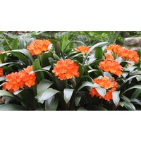 Clivia Lily - Clivia Miniata 300mm