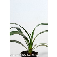 Clivia Lily - Clivia Miniata Belgum Hybrid 140mm
