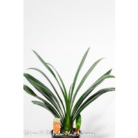 Clivia Lily - Clivia Miniata Belgum Hybrid 200mm