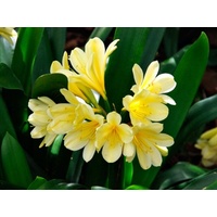 Clivia Lily - Clivia Miniata Yellow 200mm