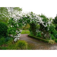 Clematis Montana Rubens Alba 140mm