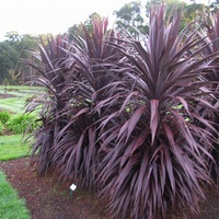 Cordyline Australis Burgundy Spire 200mm
