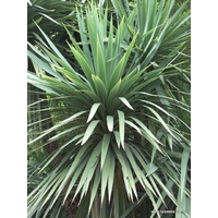 Cordyline australis Green Magic 140mm
