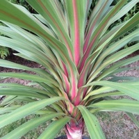 Cordyline Australis Peko 200mm