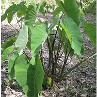 Colocasia fallax 140mm