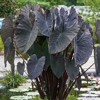 Colocasia esculenta Black Magic 200mm