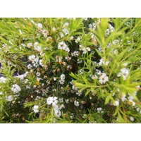 White Diosma - Coleonema pulchrum alba 250mm