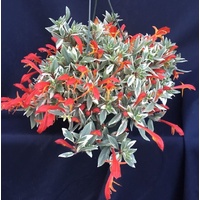 Succulent Hanging Baskets - Columnea variegated Hanging Baskets 170mm