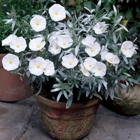 Silver Bush - Convolvulus cneorum 140mm