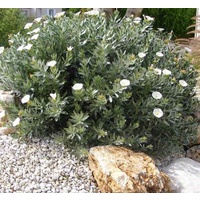 Silver Bush - Convolvulus Cneorum 250mm