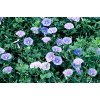 Blue rock bindweed - Convolvulus sabatius 140mm