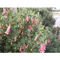 Correa pulchella Pink Mist 140mm