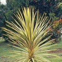 Cordyline australis Albertii 200mm