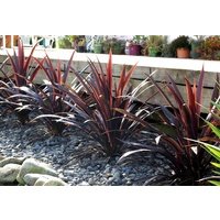 Cordyline australis Renegade 140mm