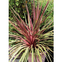 Cordyline Cha Cha - Cordyline Australis Cha Cha 200mm
