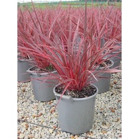 Cordyline Banksii Electric Pink 200mm