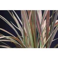 Cordyline Banksii Electric Star 140mm