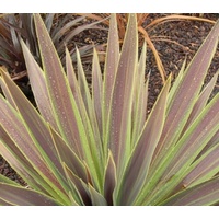 Cordyline Choc Mint - Cordyline Australis Choc Mint 200mm