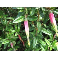 Correa Decumbens 140mm